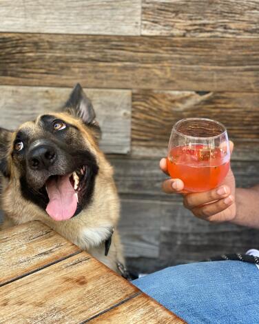 Dog next to a person holding a drink. 