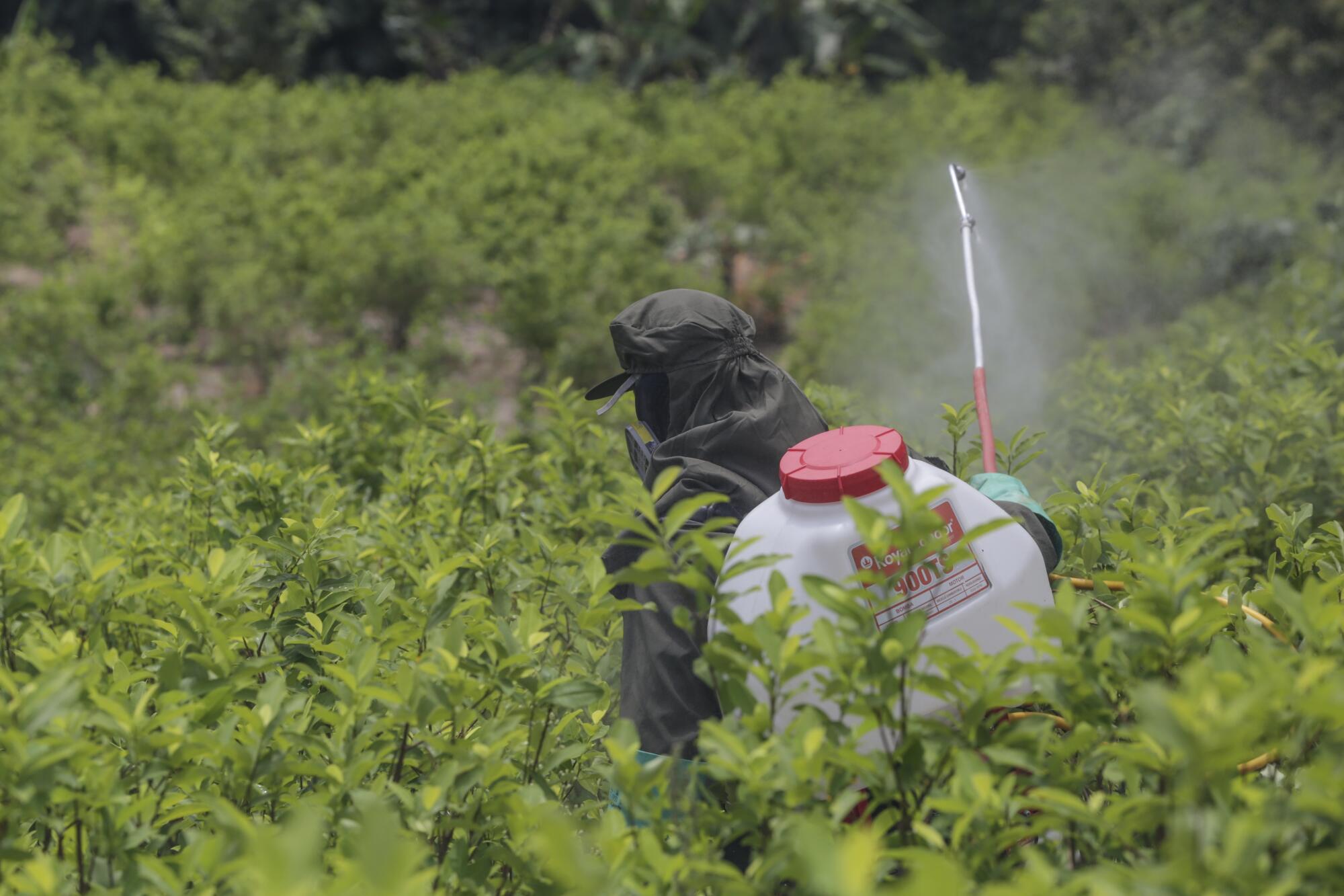 A person in full-body covering sprays liquid from a container amid a field of plants.