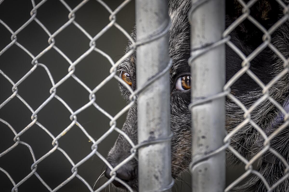 Dogs looking out from behind a chain-link fence