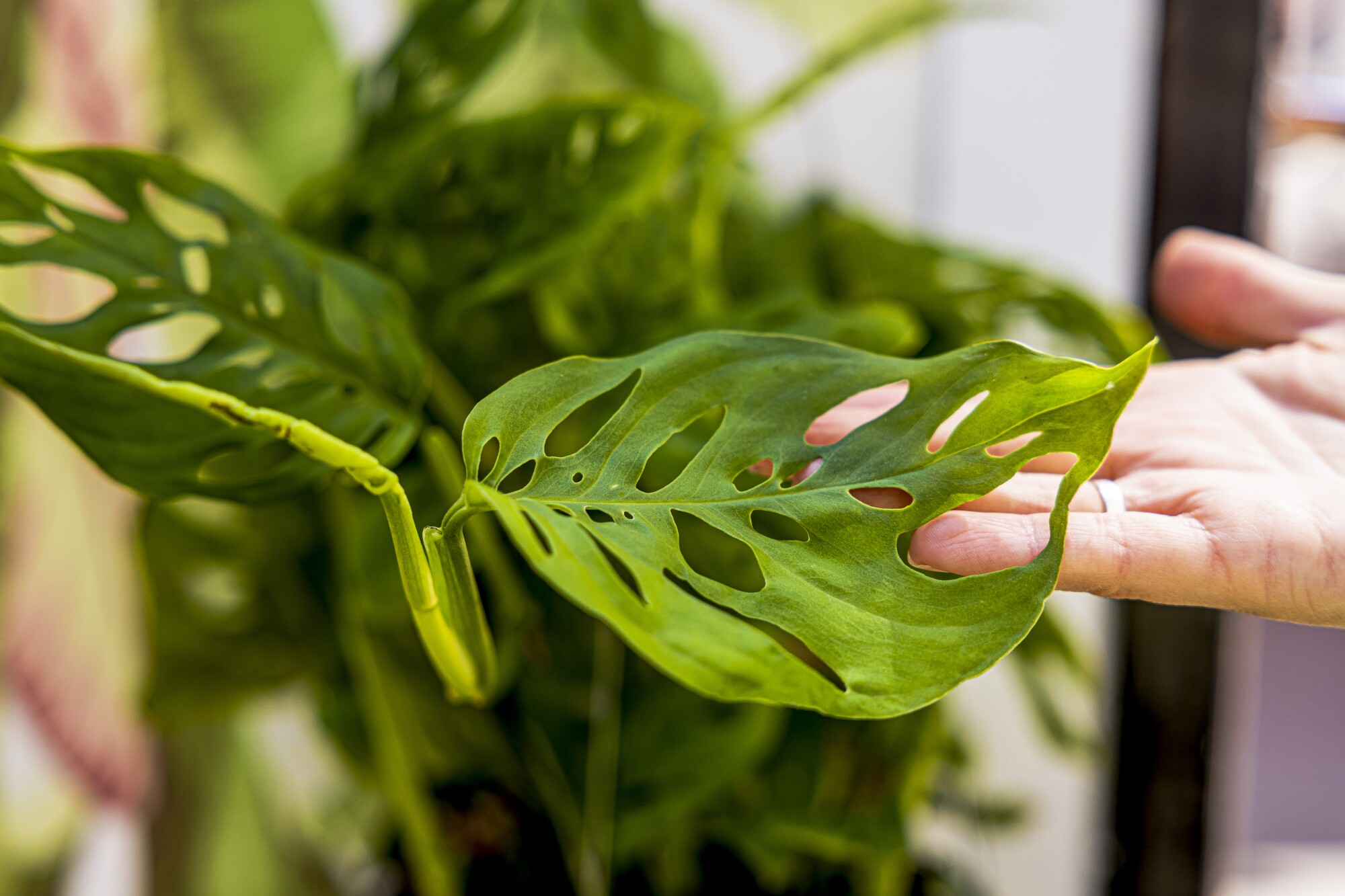 A hand holds the leaf of a Swiss cheese plant 