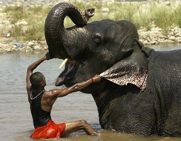 Elephant gets a bath