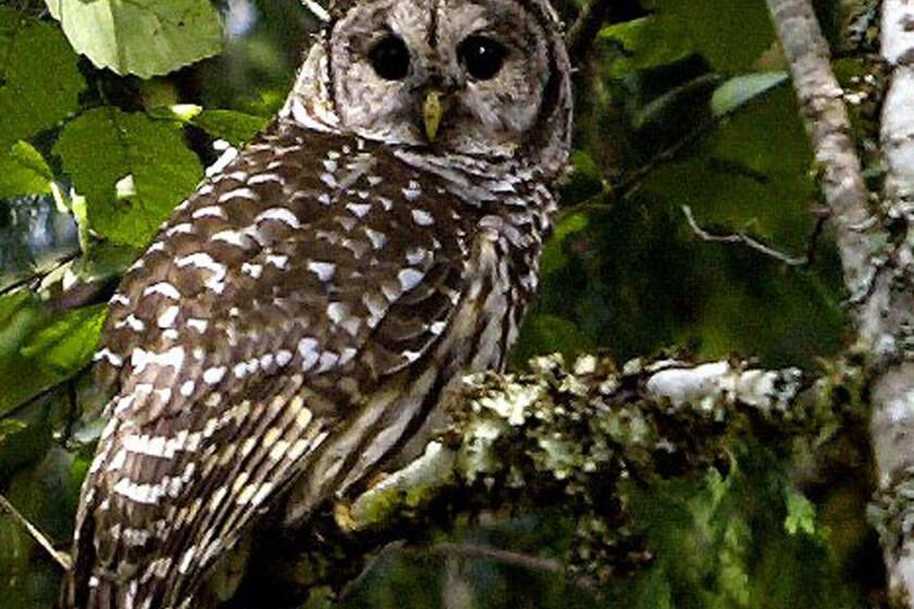 A barred owl is seen near Index, Wash. The federal government is considering killing some of the owls in the Pacific Northwest to aid the smaller northern spotted owl in the area.