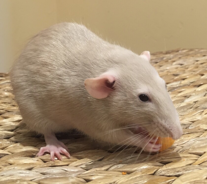 R.I.P. Cream Puff — the best of rats.