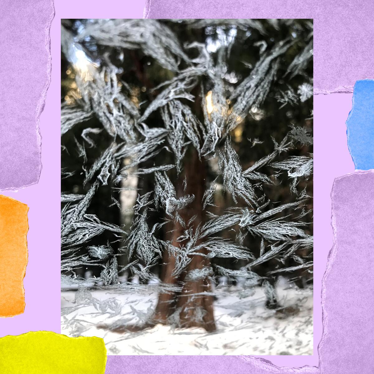 Ice crystals on a car window as seen from the interior of the car. Beyond the crystals is the trunk of a tree amid snow.