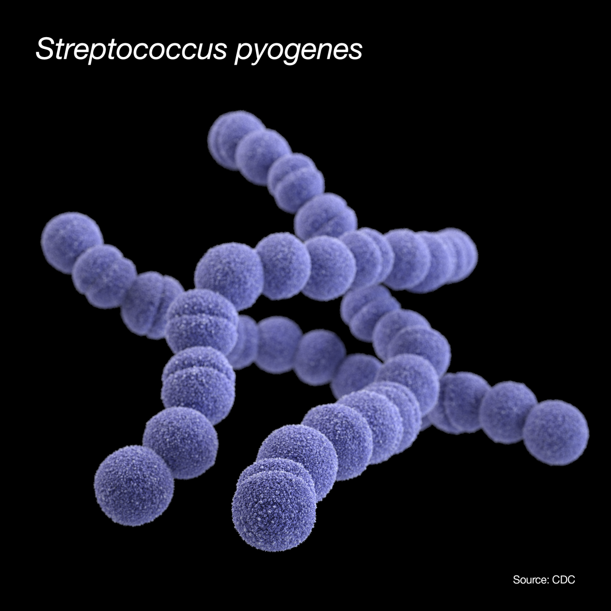 A computer-generated image of a group of Gram-positive group A Streptococcus bacteria.
