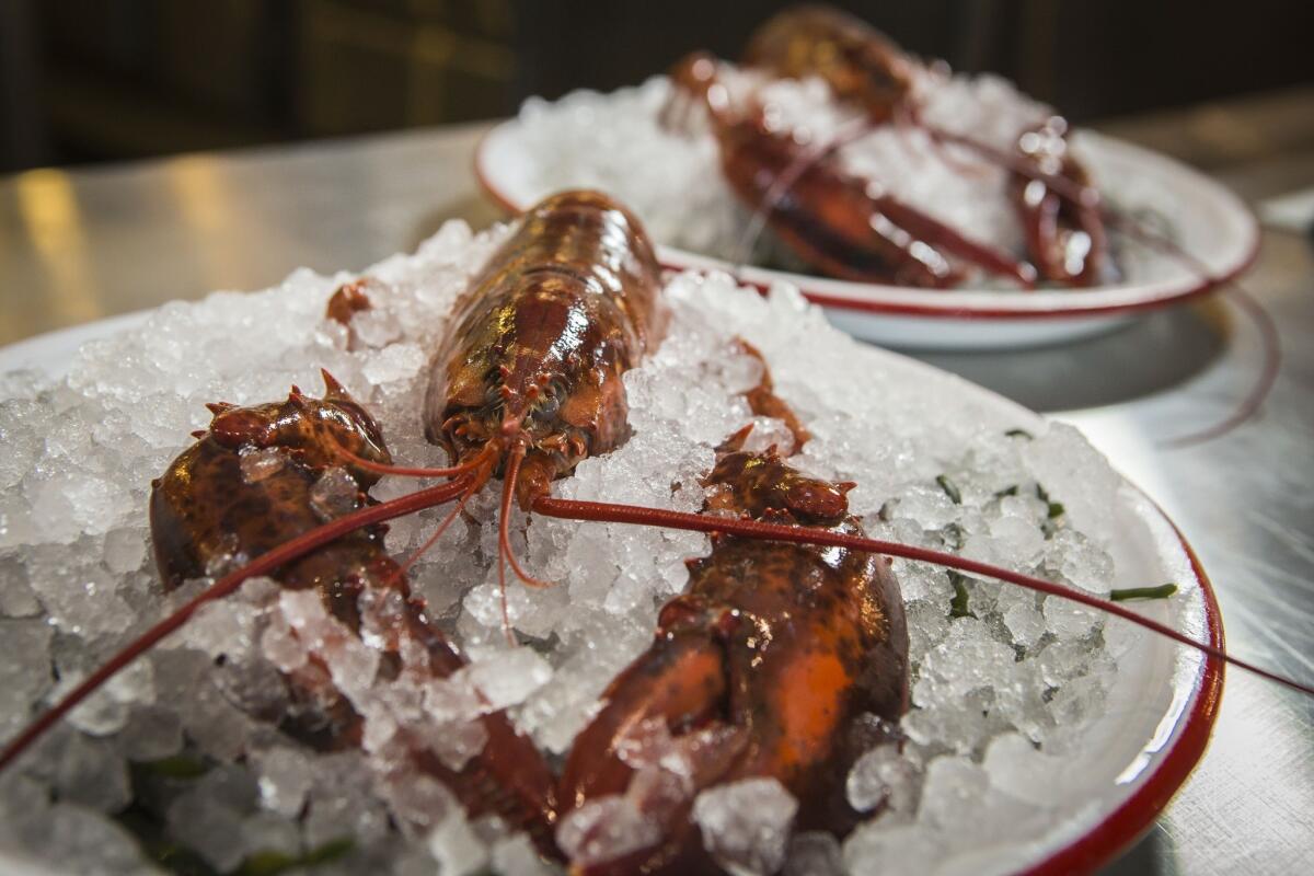 Lobsters chill on ice.