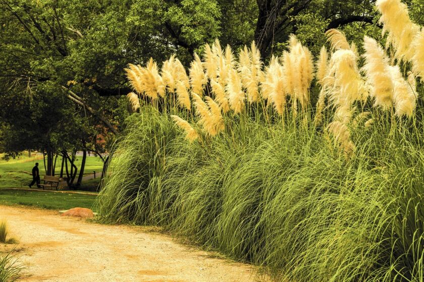 Pampas grass is among the invasives being targeted for removal from nurseries.