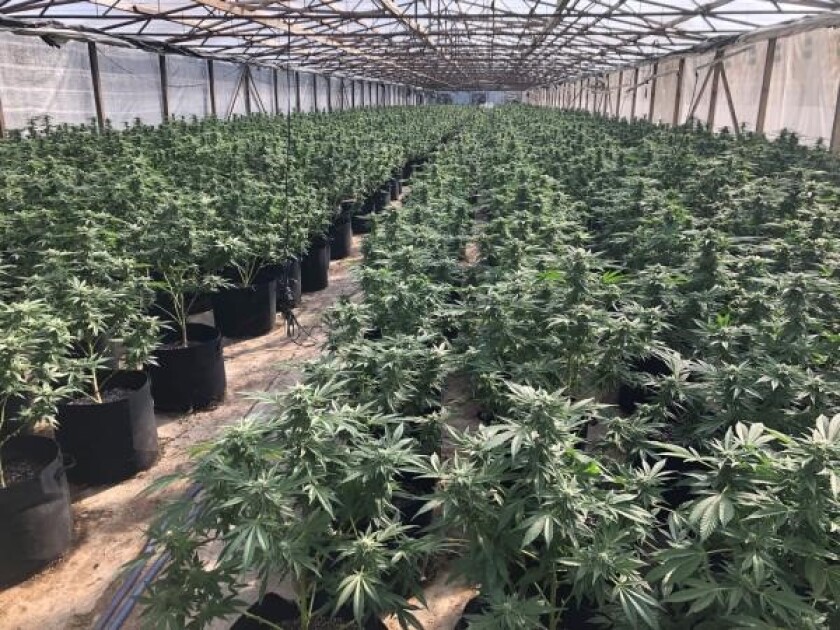 File art of illegal marijuana grow in Valley Center.