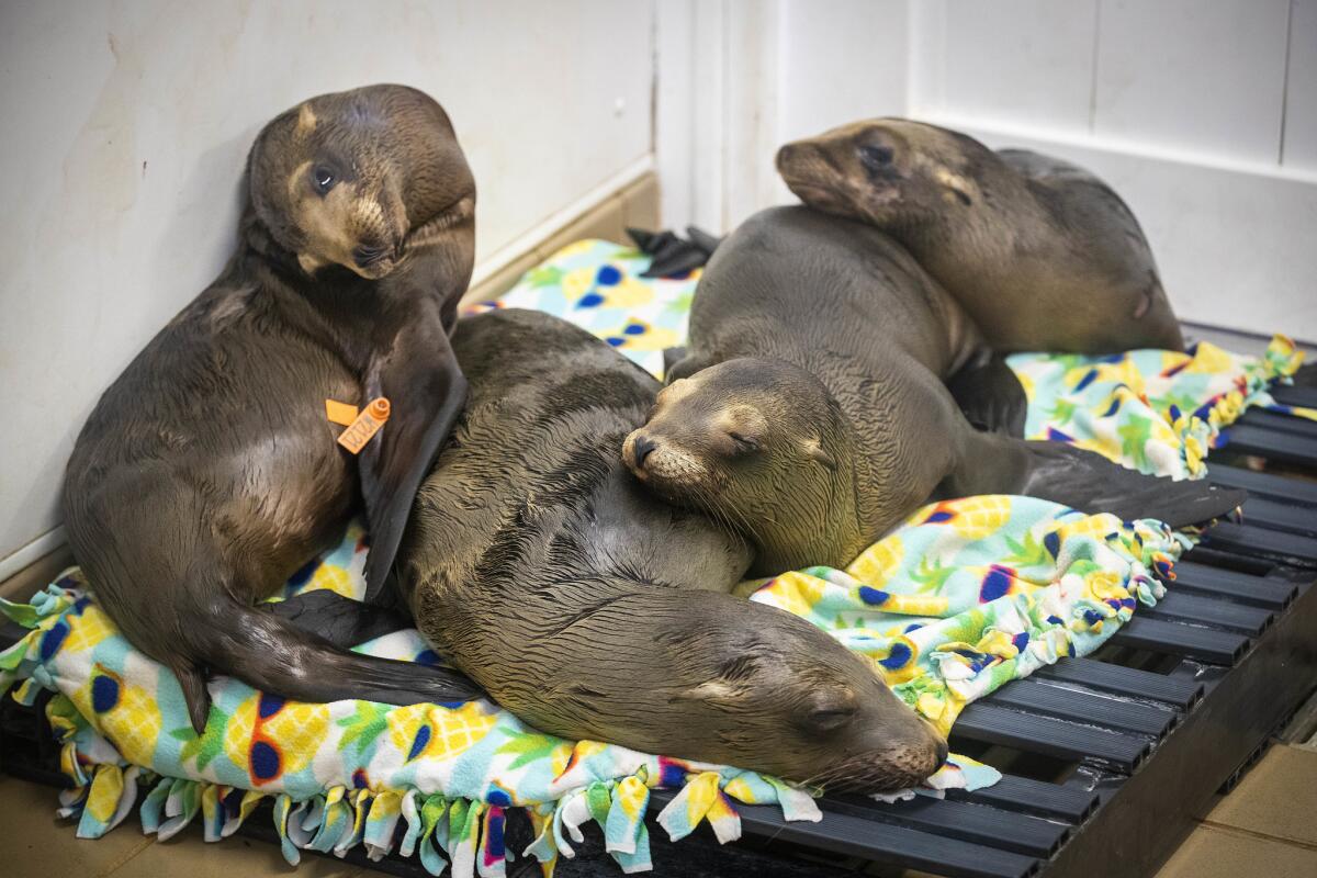 Sick and malnourished sea lion pups rest in a rehabilitation room at the Pacific Marine Mammal Center in Laguna Beach.