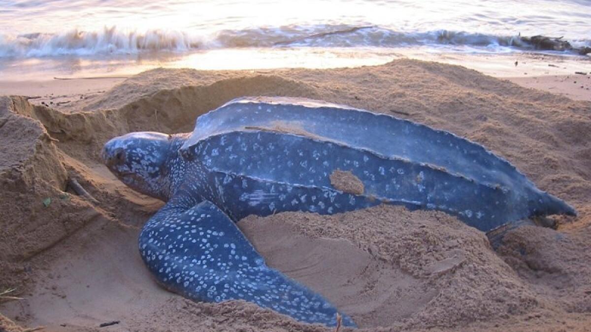 Scientists, fishermen fight to save leatherback sea turtles - The