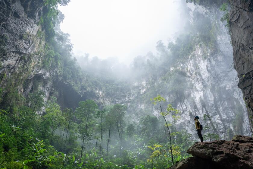 A local cave guide looks up at a giant doline in the roof of Hang son Doong cave, Vietnam.