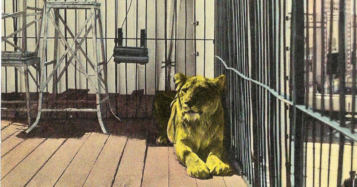 The Wonderland Zoo's "untamable lioness" Sultana.
