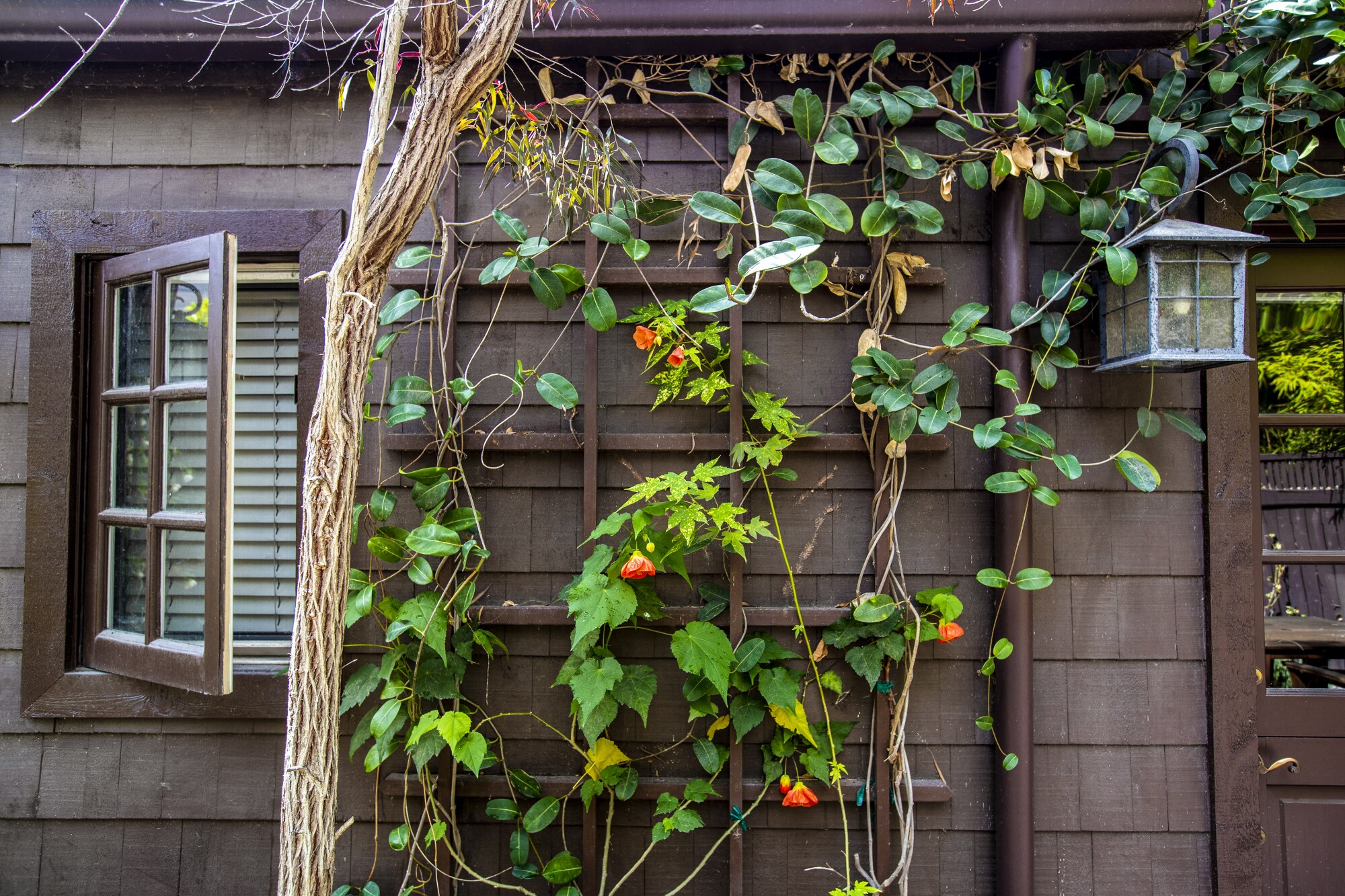 A plant with orange blooms grows on a trellis near a window