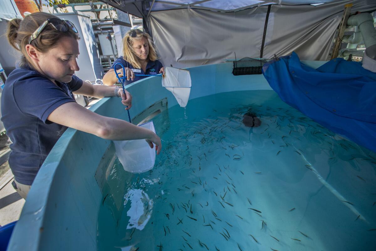 Alex Bohardt, left, and Nicky Leier, senior aquarists at the Aquarium of the Pacific, transfer 1,200 federally endangered delta smelt to a holding tank at the aquarium in Long Beach.