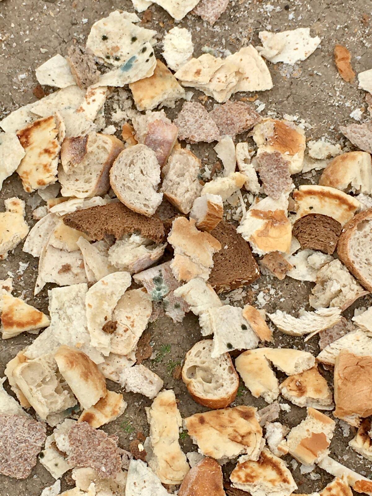 A pile of discarded breads, including pieces containing mold, were observed at TeWinkle Park on Sunday.