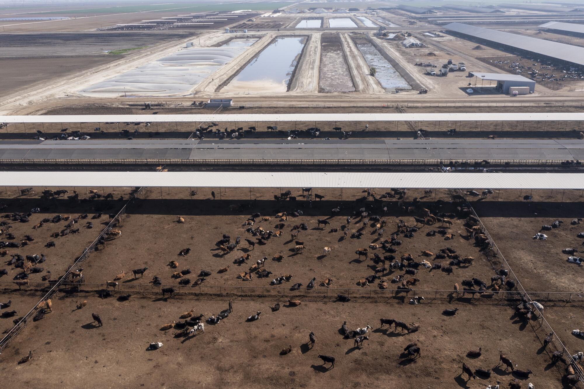 Cows scattered across a brown field with pools of water in the background. 