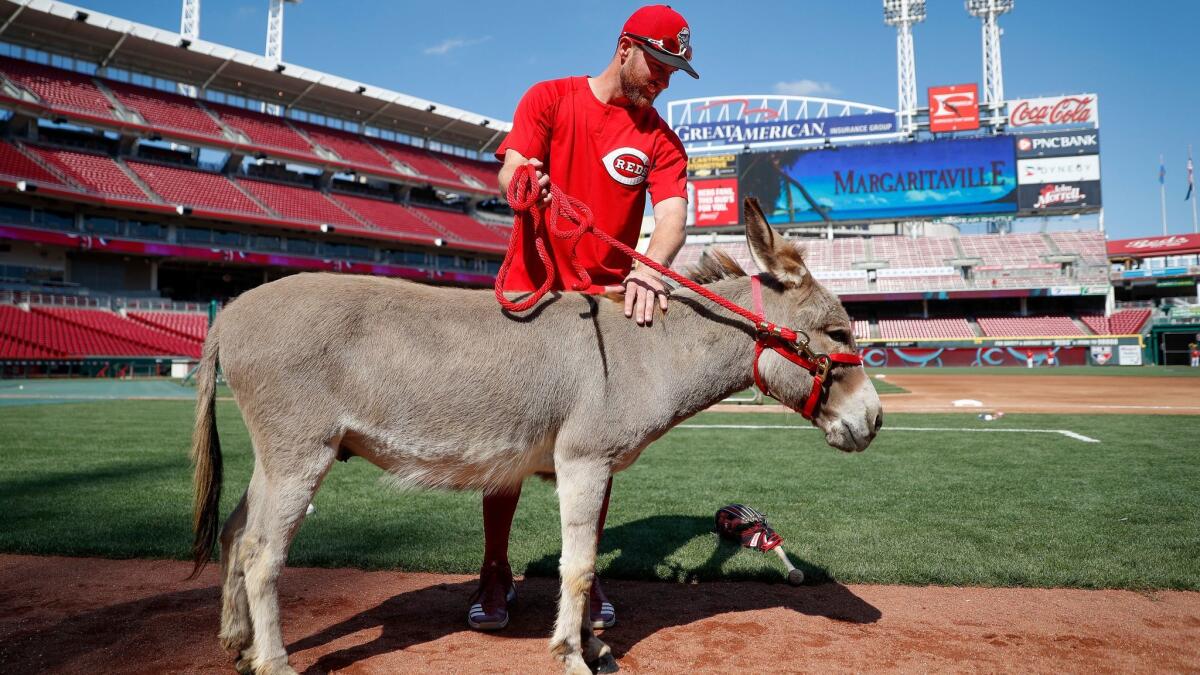 Then Reds shortstop Zack Cozart pets Amos, brought to the ballpark last season as a stand-in for the Donald, the donkey he received as a reward for making the All-Star game.