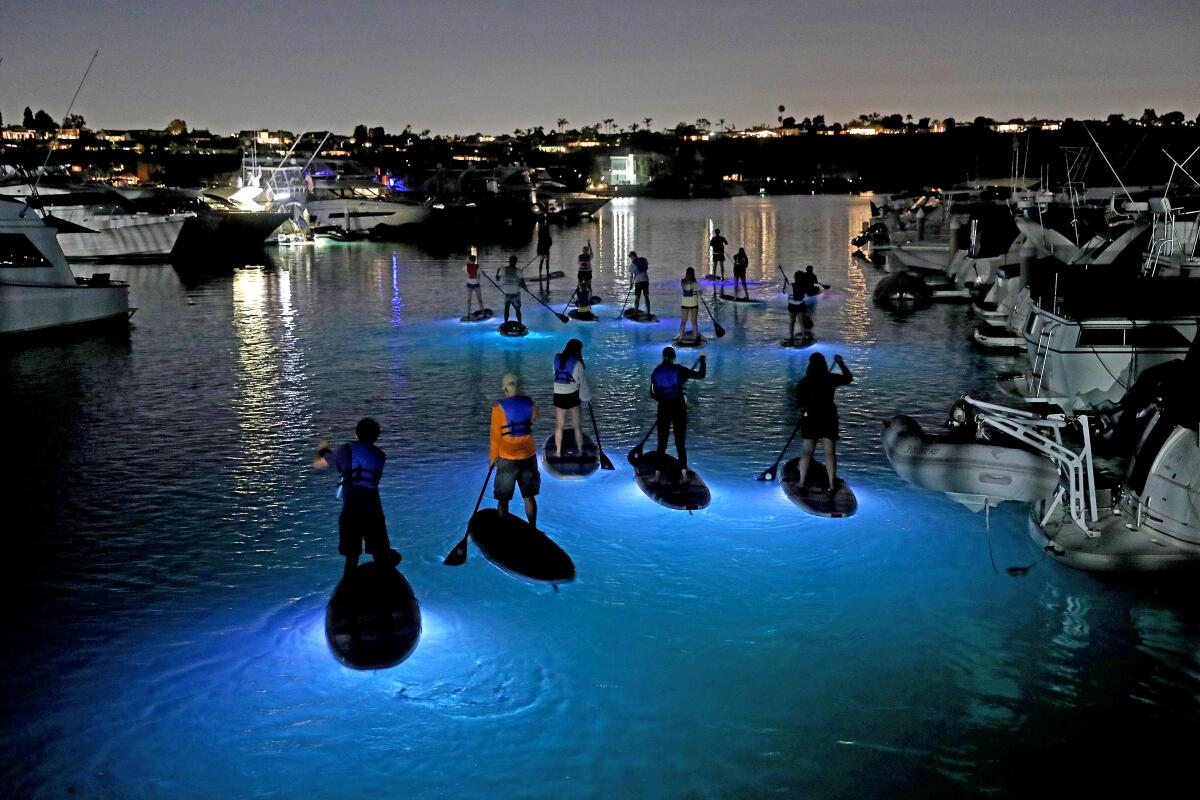 A group of people paddles at night on stand-up paddleboards that light up the water beneath them.  