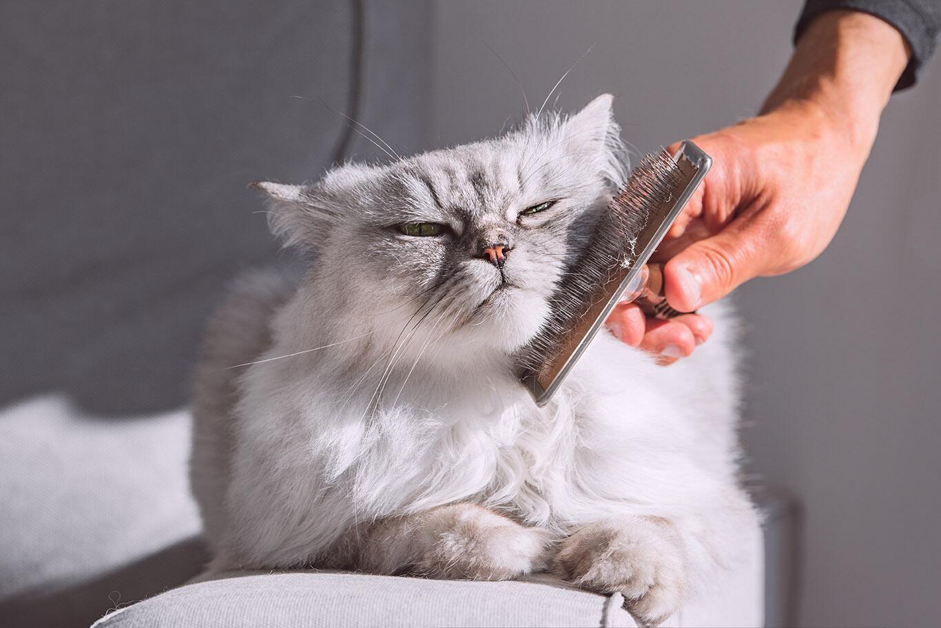 Cat Constantly Grooming: Unraveling the Hidden Reasons