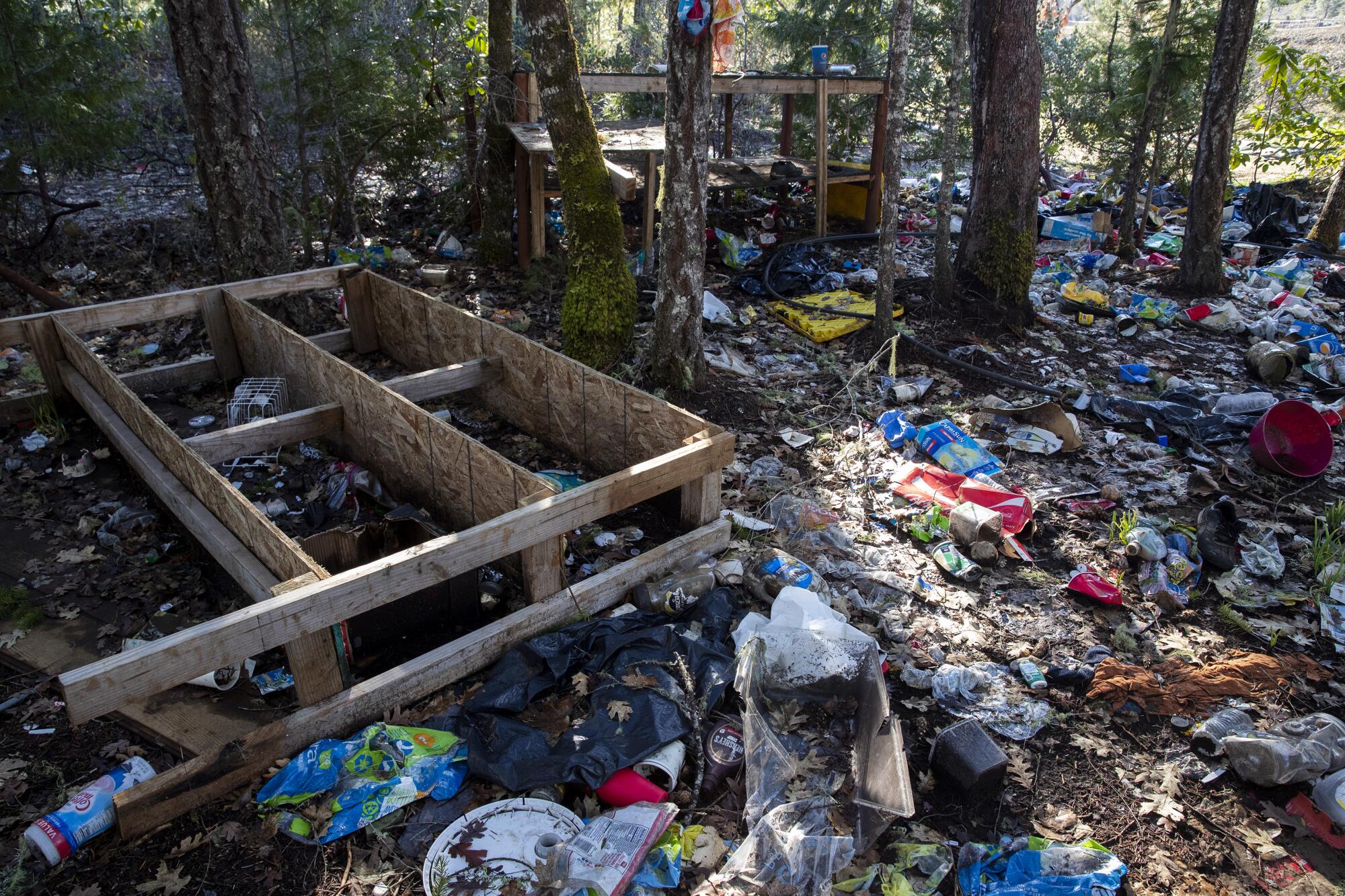 Trash covers the forest floor at a massive encampment of cannabis workers.