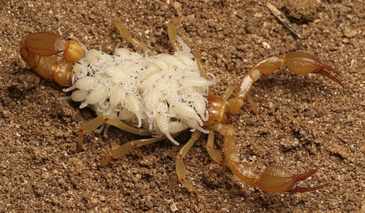 A female scorpion carries dozens of juveniles on her back.