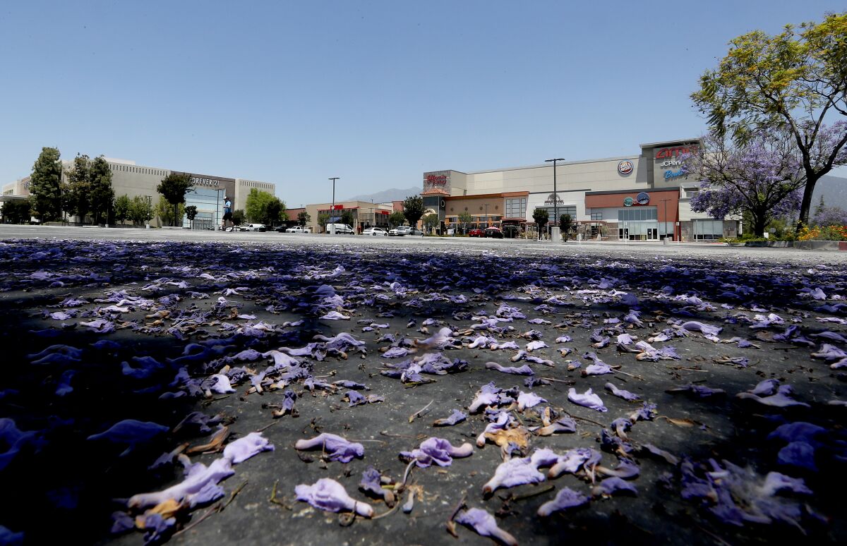 Blossoms from a jacaranda tree cover a corner of the Santa Anita Mall parking lot in 2020. 