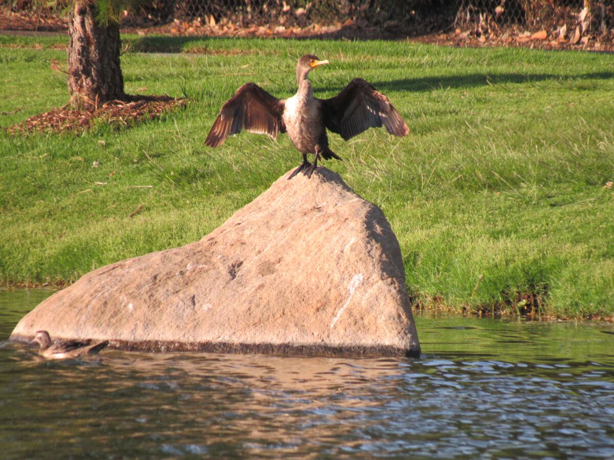 A Santee Lakes resident stretches out atop a rock near the water's edge on a recent evening.