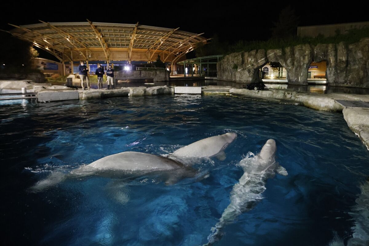 FILE - Three beluga whales swim together in an acclimation pool after arriving at Mystic Aquarium, May 14, 2021 in Mystic, Conn. The second of five whales brought from Canada to Mystic Aquarium last year for research purposes has died. The aquarium announced on its website that the female had been receiving intensive care for the past several months for multiple health issues but died early Friday, Feb. 11, 2022. (Jason DeCrow/AP Images for Mystic Aquarium)