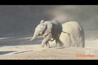 Playful Pachyderm Pair at San Diego Zoo Safari Park Are Thriving