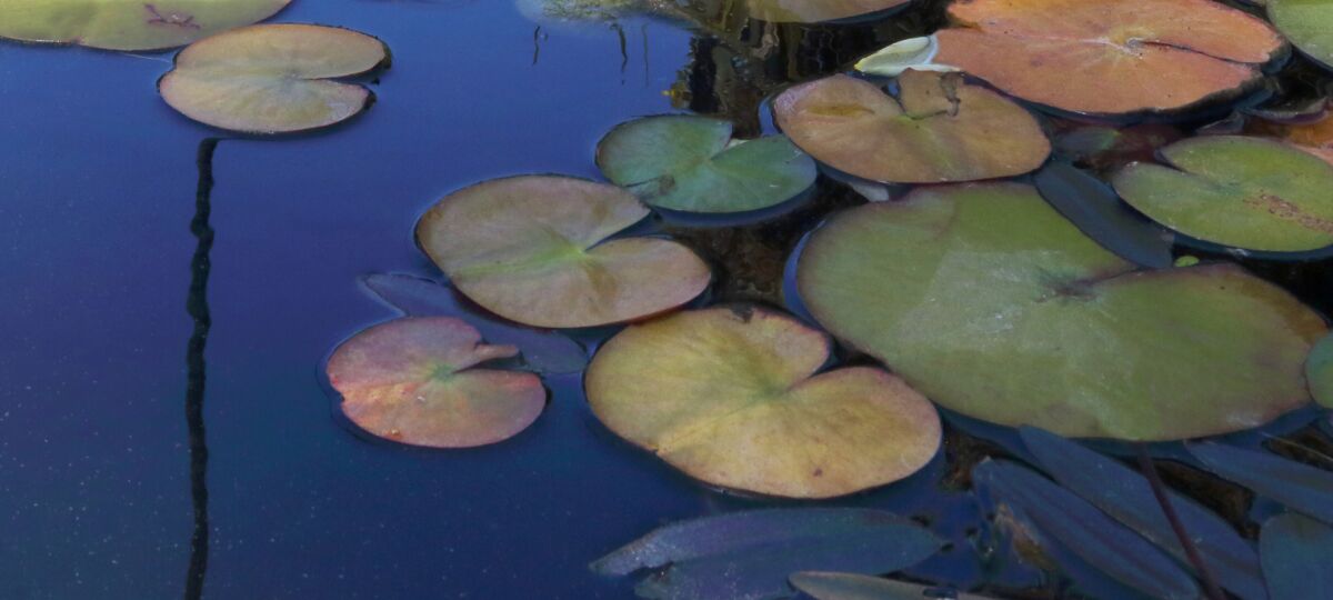 Dana Levine is among those artists with works in La Jolla Art Association's “Celebrate the Old Year, Welcome to the New Year