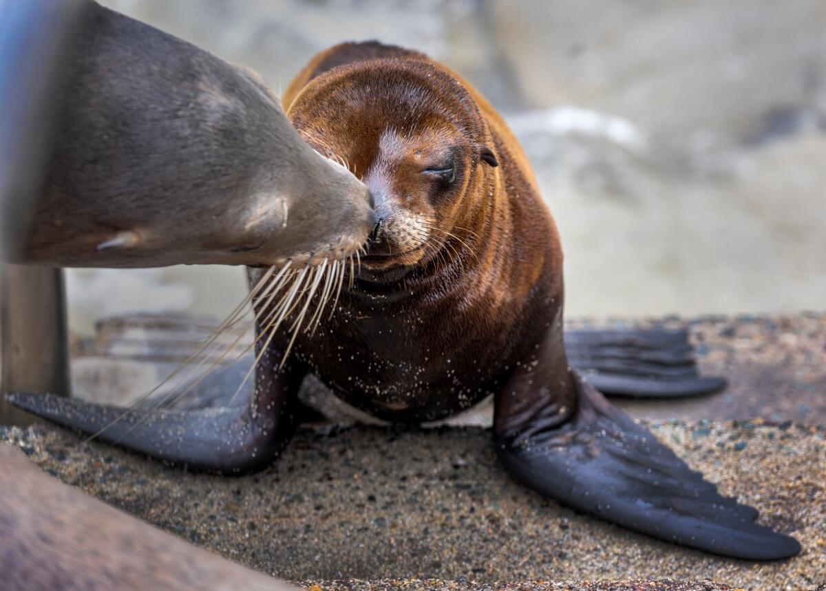 Foto de un león marino adulto examinando a un juvenil descansando en una escalera en la Bahía de La Jolla.