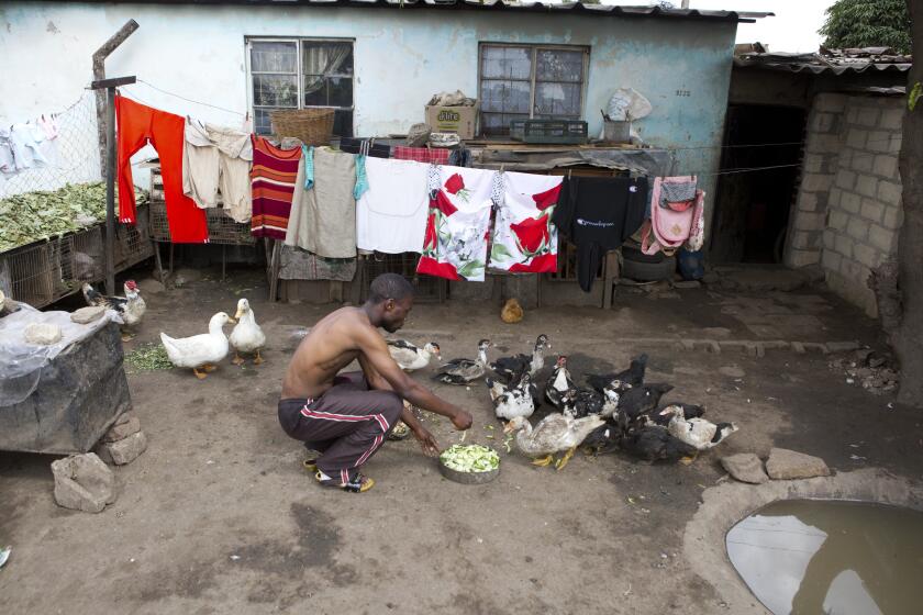 A man feeds his ducks outside his house in Harare, Zimbabwe, Monday, March, 30, 2020. Zimbabwe went into a lockdown for 21 days in an effort to curb the spread of the coronoavirus. The new coronavirus causes mild or moderate symptoms for most people, but for some, especially older adults and people with existing health problems,it can cause more severe illness or death. (AP Photo/Tsvangirayi Mukwazhi)