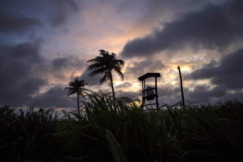 Wind moves the grass and palm trees under a cloudy sky after the passage of Tropical Storm Elsa