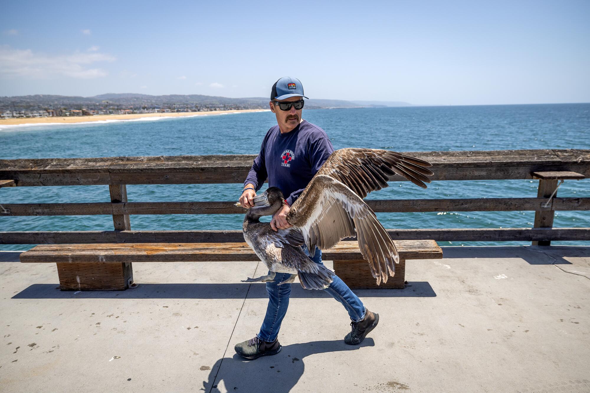 Emory Douglas, rescue specialist with the Wetlands and Wildlife Care Center, rescues a sick pelican on the Balboa Pier