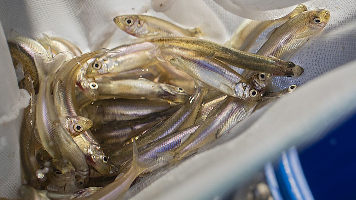 Federally endangered delta smelt that were hatched at the UC Davis Fish Conservation & Culture Lab are transferred to a holding tank at the Aquarium of the Pacific in Long Beach.