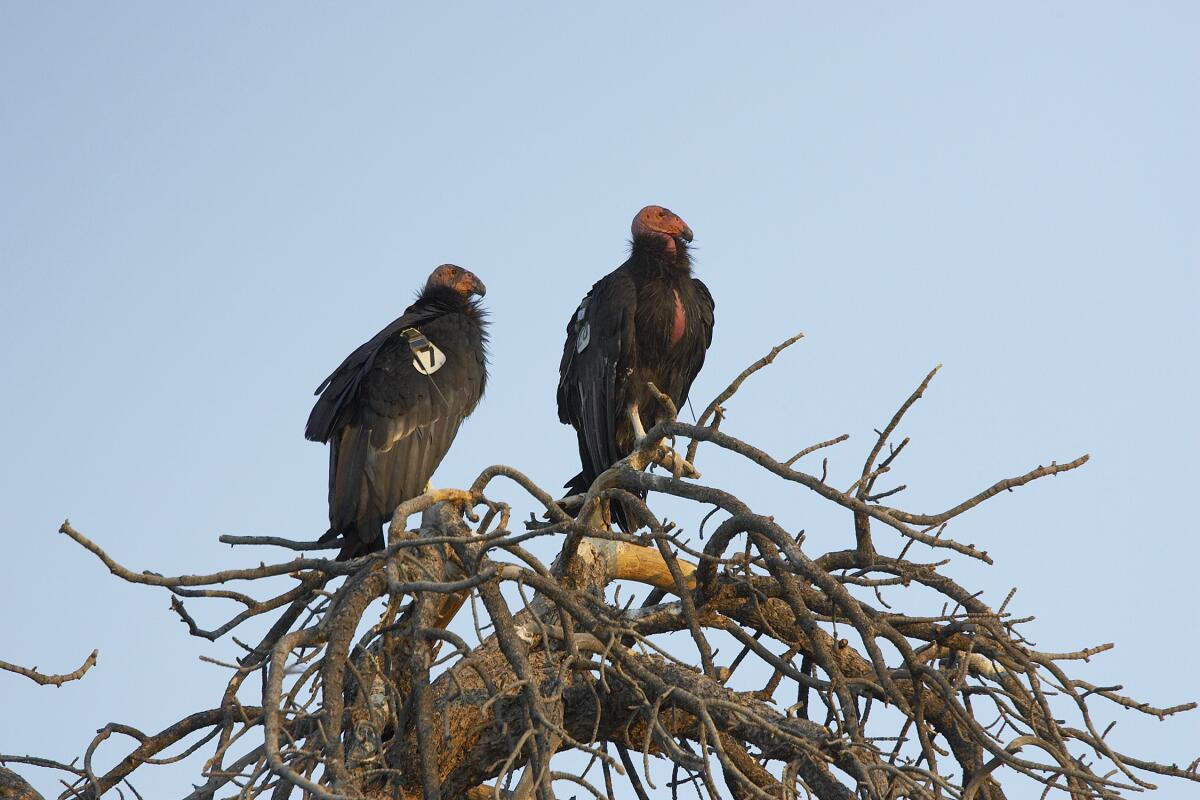 Two tagged condors from the Baja flock in Mexico.