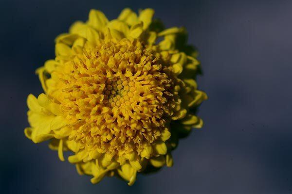 In the midst of recent rains, thousands of Orcutt's yellow pincushions, dandelion-like plants with bright yellow flowers, have sprouted next to the Ballona Lagoon near the western edge of Marina del Rey. "This thing is so rare that any threat to its existence is cause for concern," said state Department of Fish and Game botanist Roxanne Bittman.