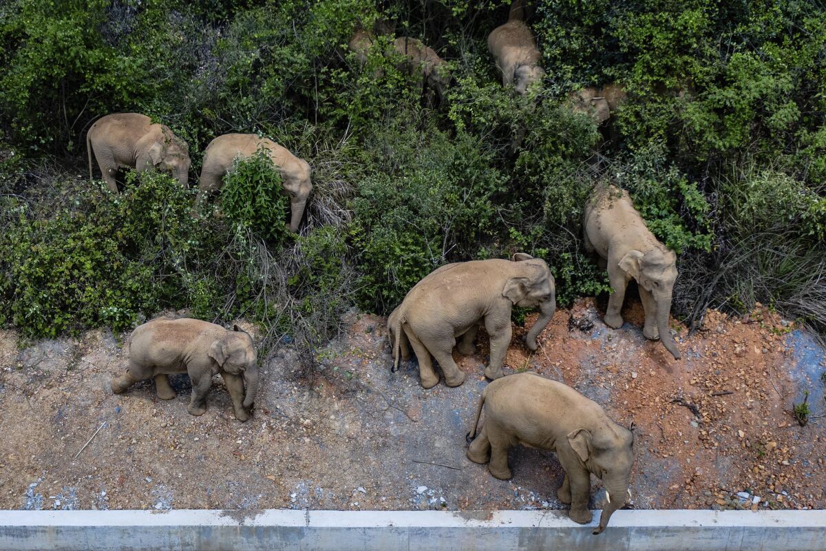 Herd of wild Asian elephants in southwestern China