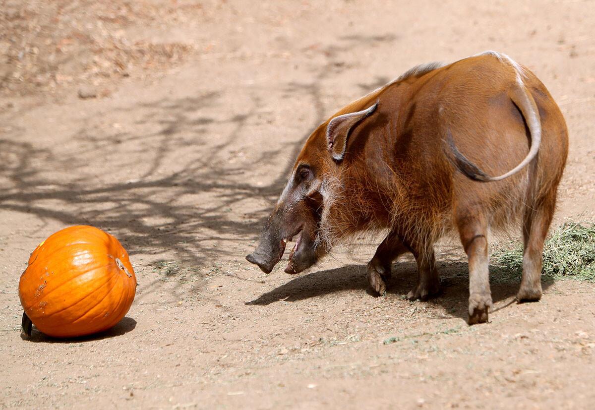 A Red river hog from the African rain forest enjoys a pumpkin treat during Boo at the Zoo event, at the Los Angeles Zoo on Saturday, Oct. 6, 2018. The long-month event includes public animal feedings and a variety of weekend Halloween-themed adventures.