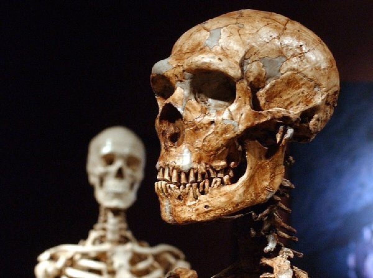 A reconstructed Neanderthal skeleton, right, and a modern human version of a skeleton on display at the Museum of Natural History in New York.