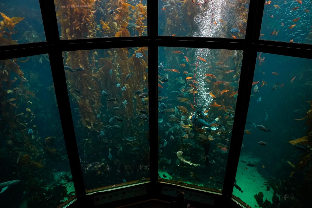 The Kelp Forest tank in the Monterey Bay Aquarium.