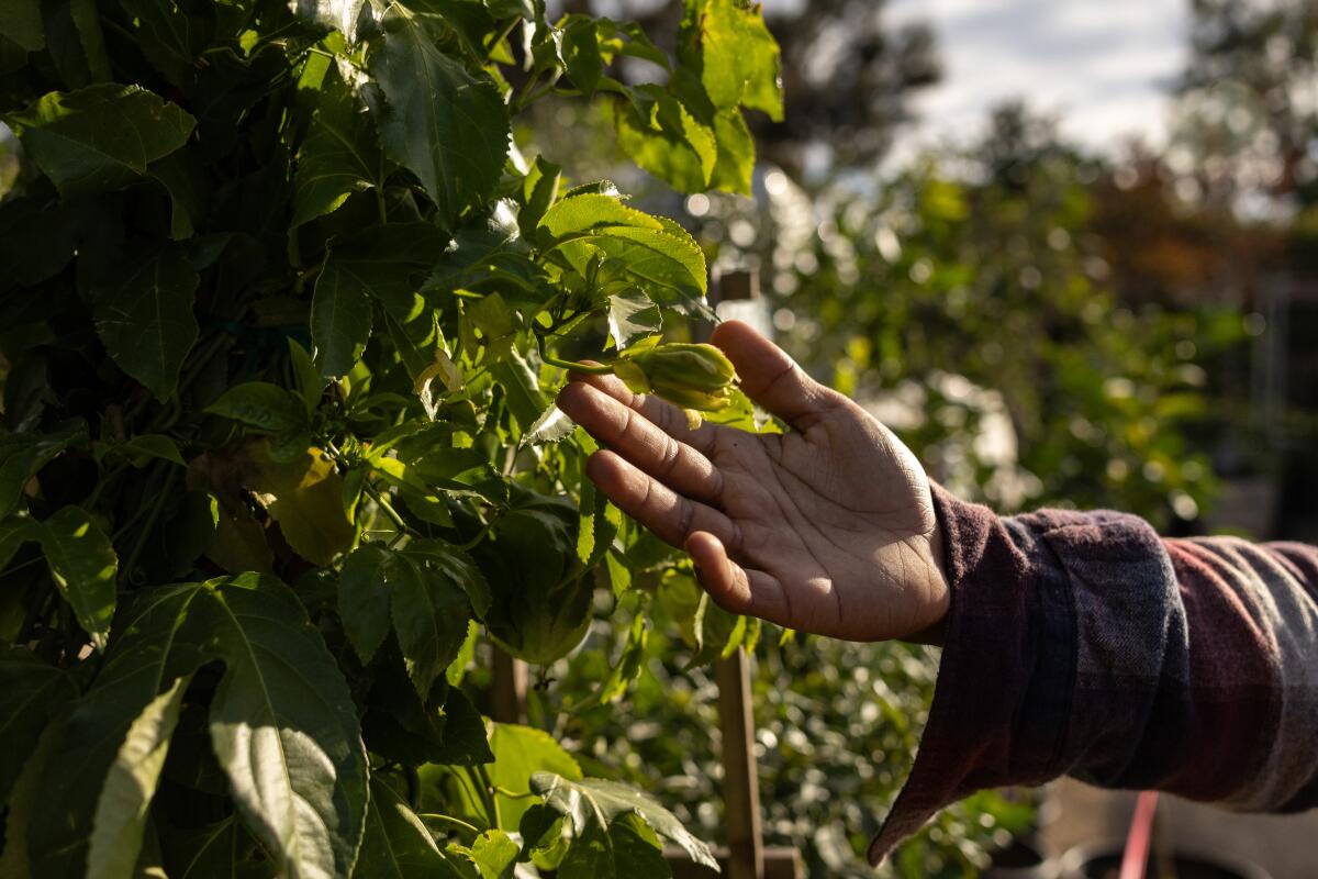 Fruit fly infestation spurs quarantine in Los Angeles County - Los