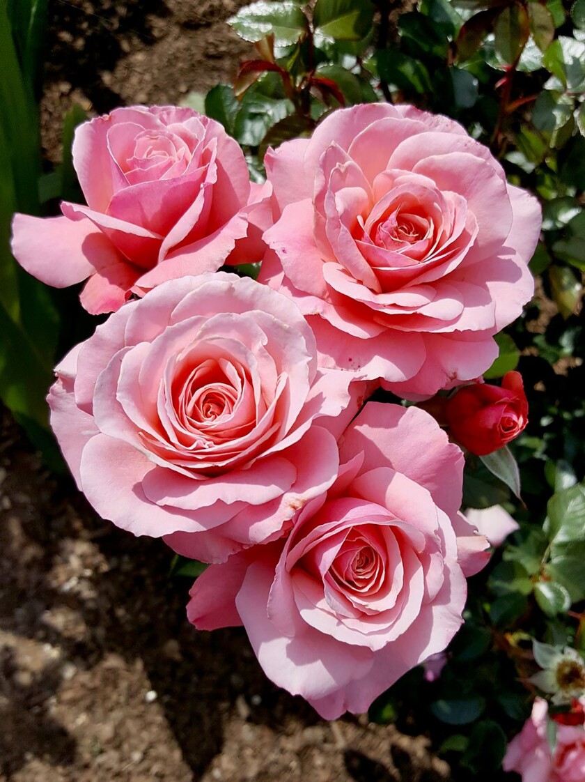 Sexy Rexy is a floribunda rose that blooms in clusters. The blooms last a very long time on the bush.