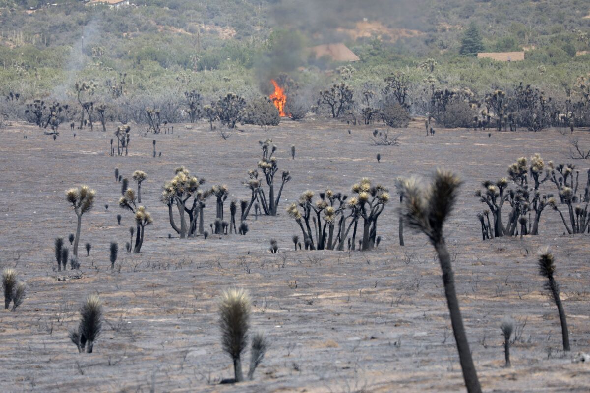 Flames rise in a blackened field of desert vegetation