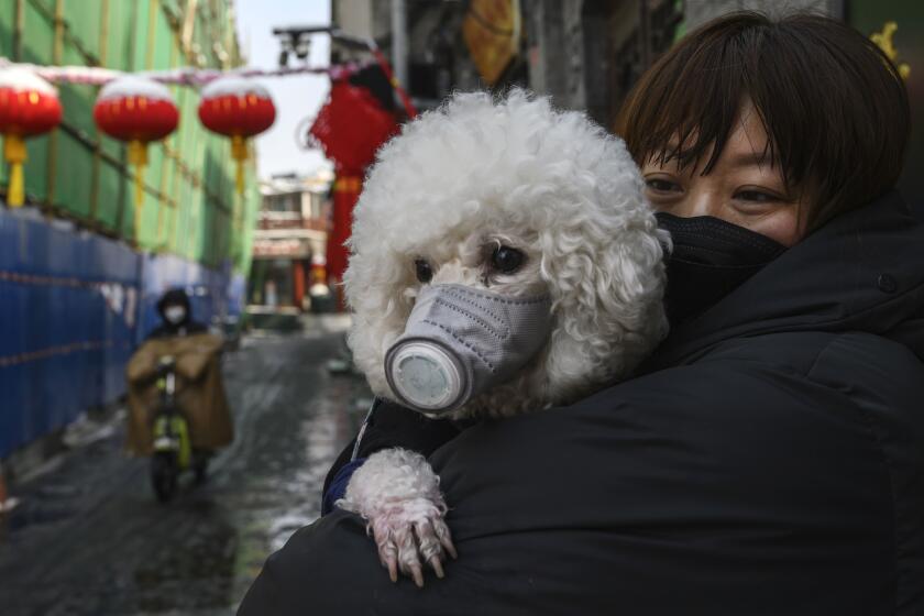 BEIJING, CHINA - FEBRUARY 07: A Chinese woman holds her dog that is wearing a protective mask as well as they stand in the street on February 7, 2020 in Beijing, China. The number of cases of a deadly new coronavirus rose to more than 31000 in mainland China Friday, days after the World Health Organization (WHO) declared the outbreak a global public health emergency. China continued to lock down the city of Wuhan in an effort to contain the spread of the pneumonia-like disease which medical experts have confirmed can be passed from human to human. In an unprecedented move, Chinese authorities have put travel restrictions on the city which is the epicentre of the virus and municipalities in other parts of the country affecting tens of millions of people. The number of those who have died from the virus in China climbed to over 636 on Friday, mostly in Hubei province, and cases have been reported in other countries including the United States, Canada, Australia, Japan, South Korea, India, the United Kingdom, Germany, France and several others. The World Health Organization has warned all governments to be on alert and screening has been stepped up at airports around the world. Some countries, including the United States, have put restrictions on Chinese travellers entering and advised their citizens against travel to China. (Photo by Kevin Frayer/Getty Images) ** OUTS - ELSENT, FPG, CM - OUTS * NM, PH, VA if sourced by CT, LA or MoD **