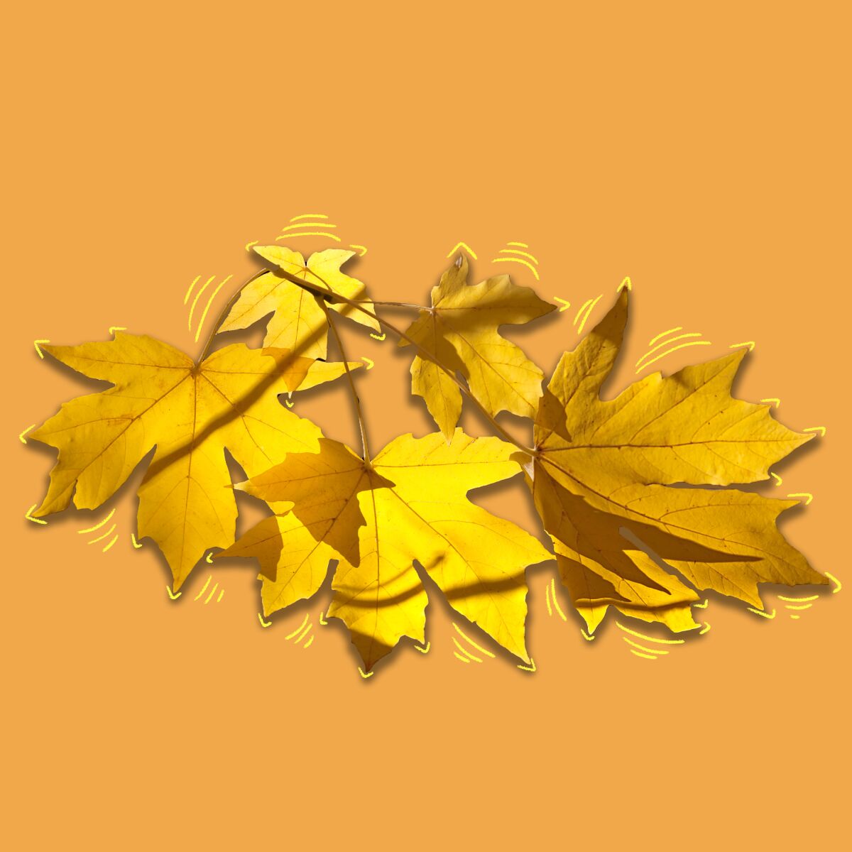 Big-leaf maple leaves.