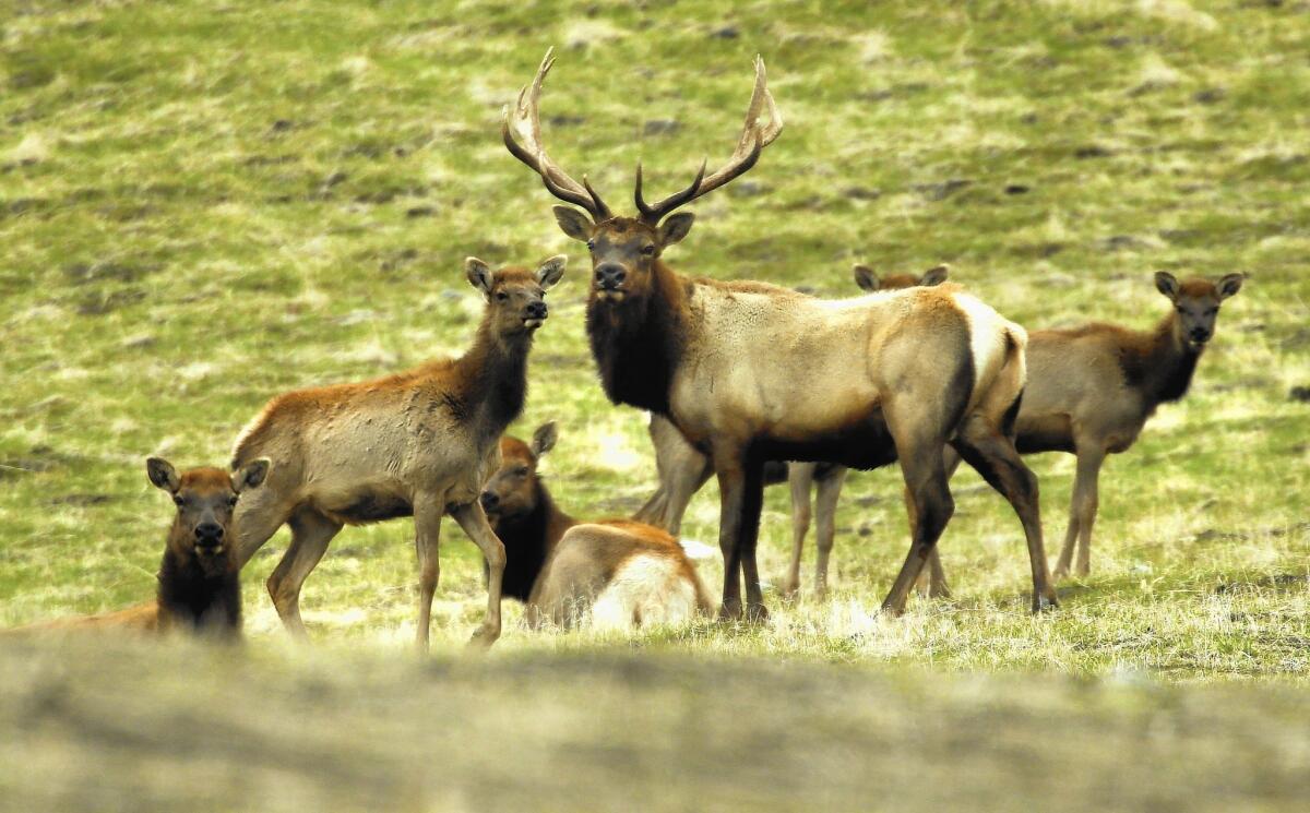 Once numbering about 500,000, California's tule elk population was reduced to two — a male and a female — by the 1870s. Now there are 4,300 in 22 isolated herds around the state, including these at the Wind Wolves Preserve in Kern County.