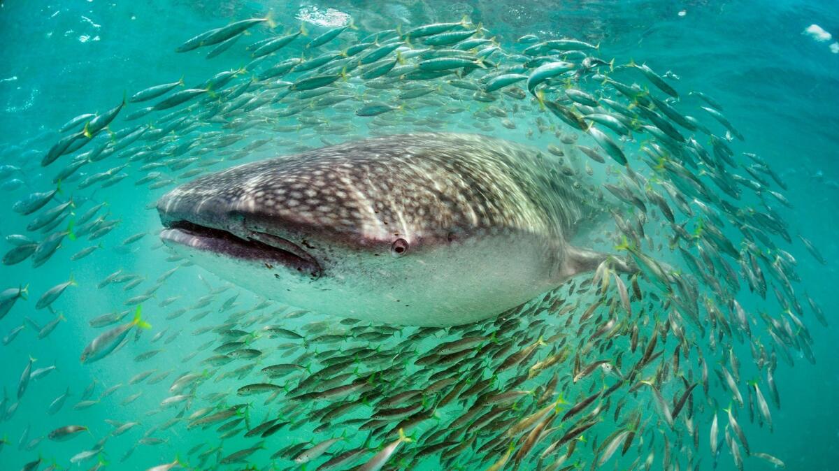 A whale shark surrounded by a school of bait fish near Isla Holbox, Yucatan, Mexico. (Brian Skerry)
