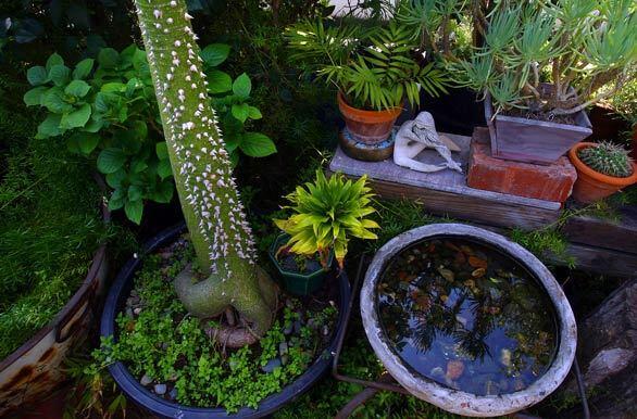 Orphan plants get new life at L.A. artists colony