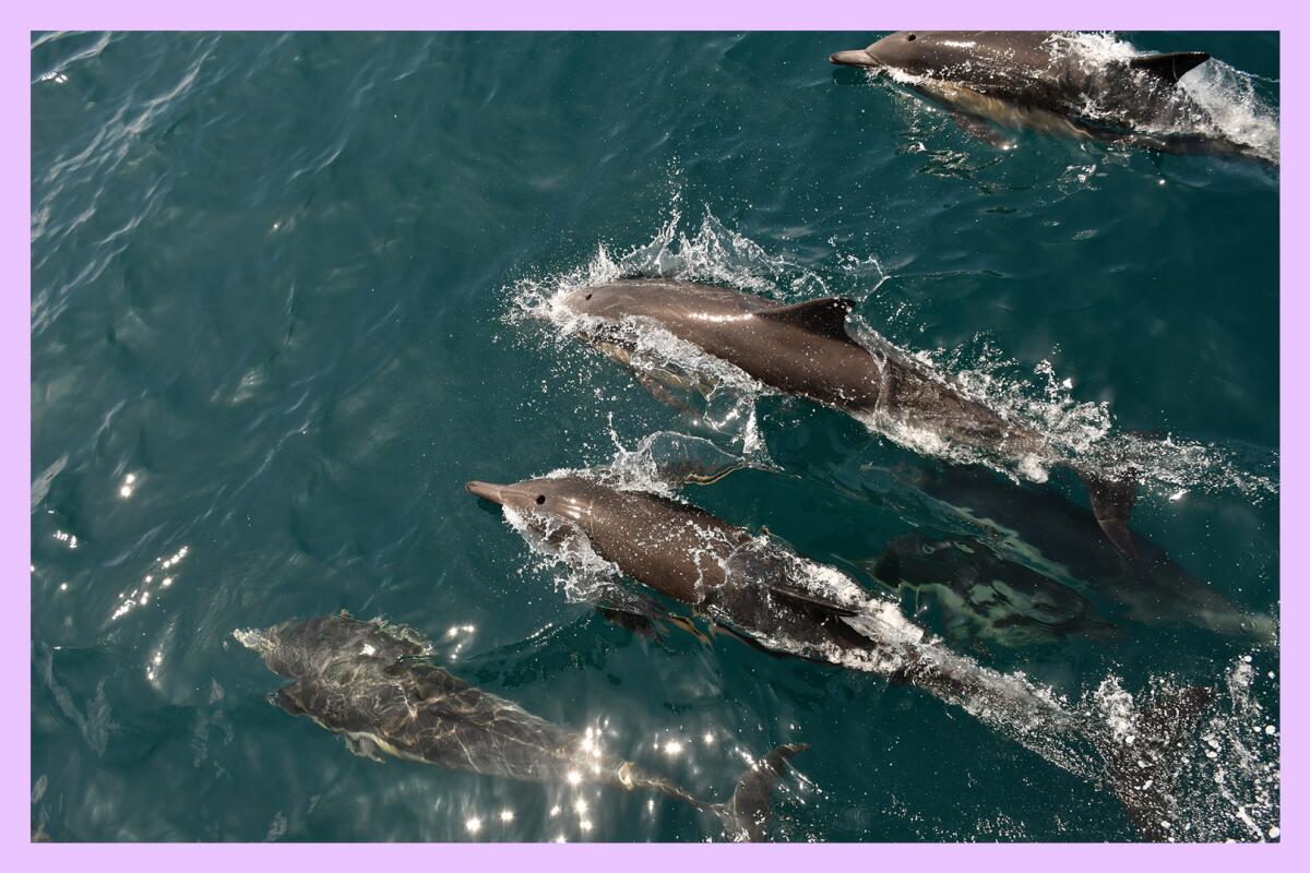 Four swimming dolphins in  the ocean